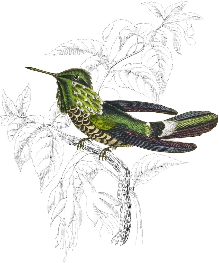 Audenet's Humming Bird — Plate XVII