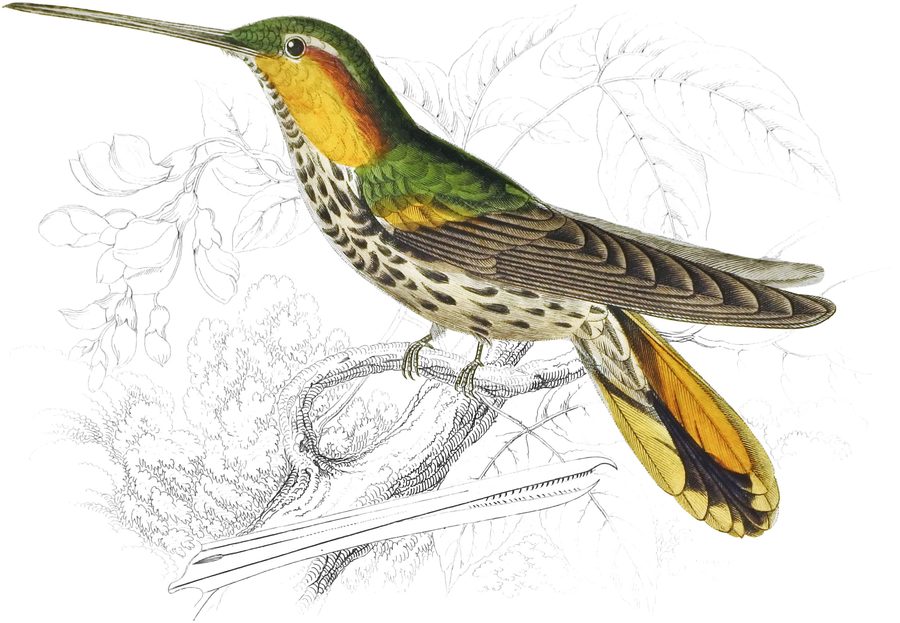 Spotted Saw-billed Humming Bird — Plate I