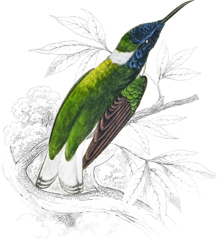 White-collared Humming Bird — Plate XXX