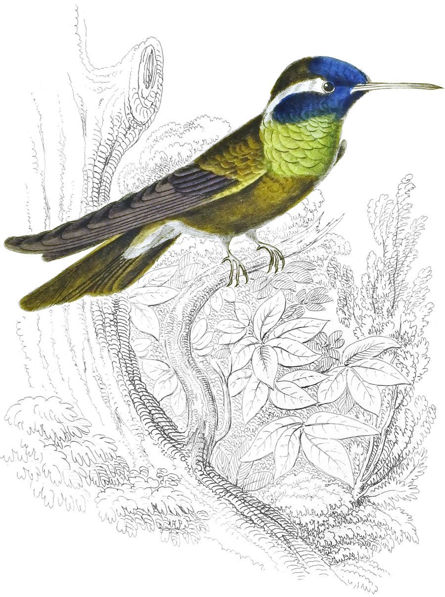 White-eared Humming Bird — Plate XXIX
