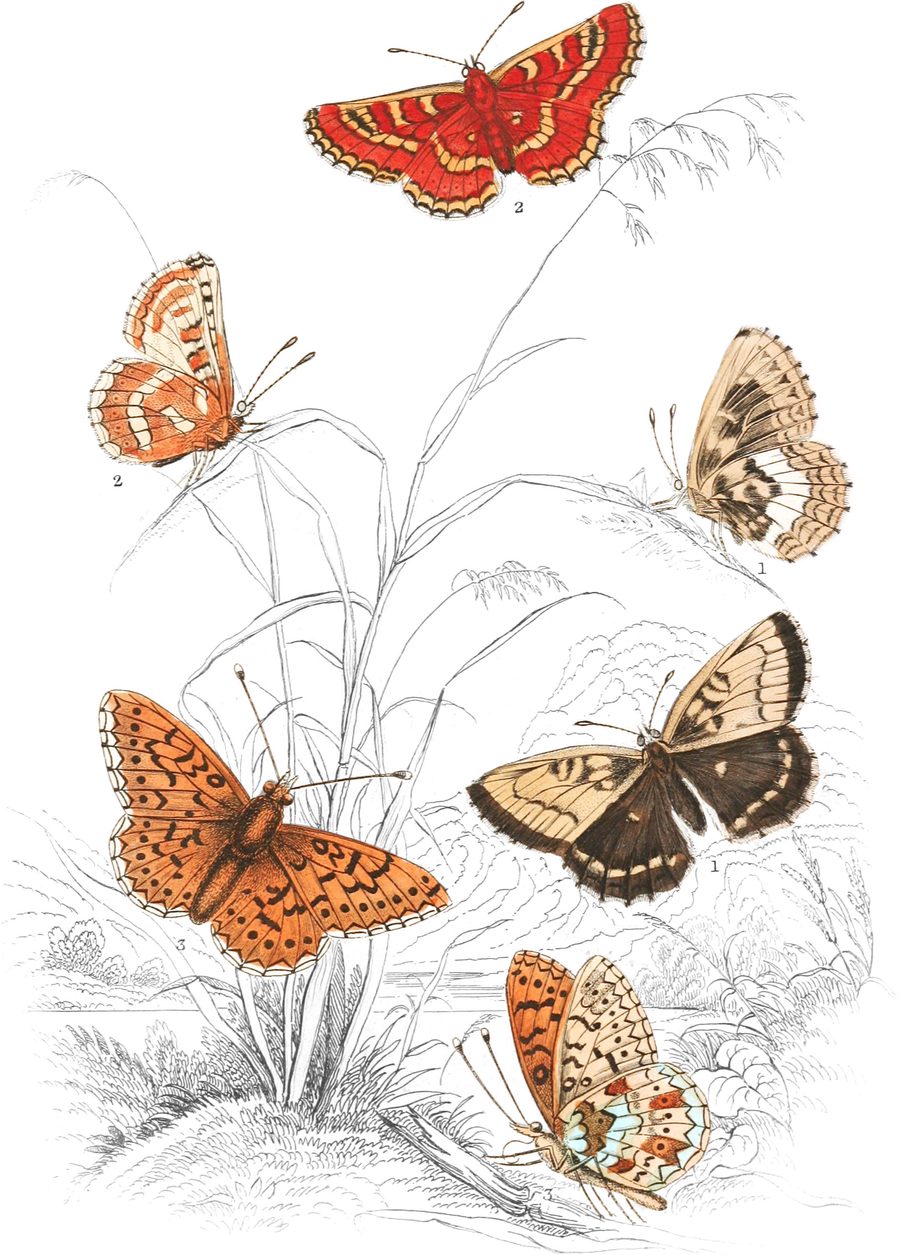 Small Pearl-bordered Fritillary — Plate XIII