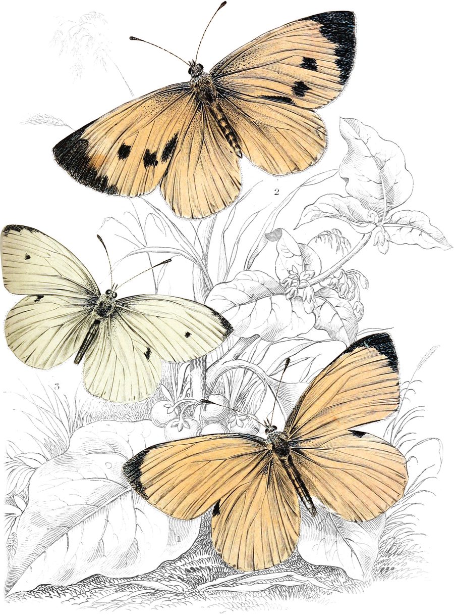 Small White Butterfly — Plate VII