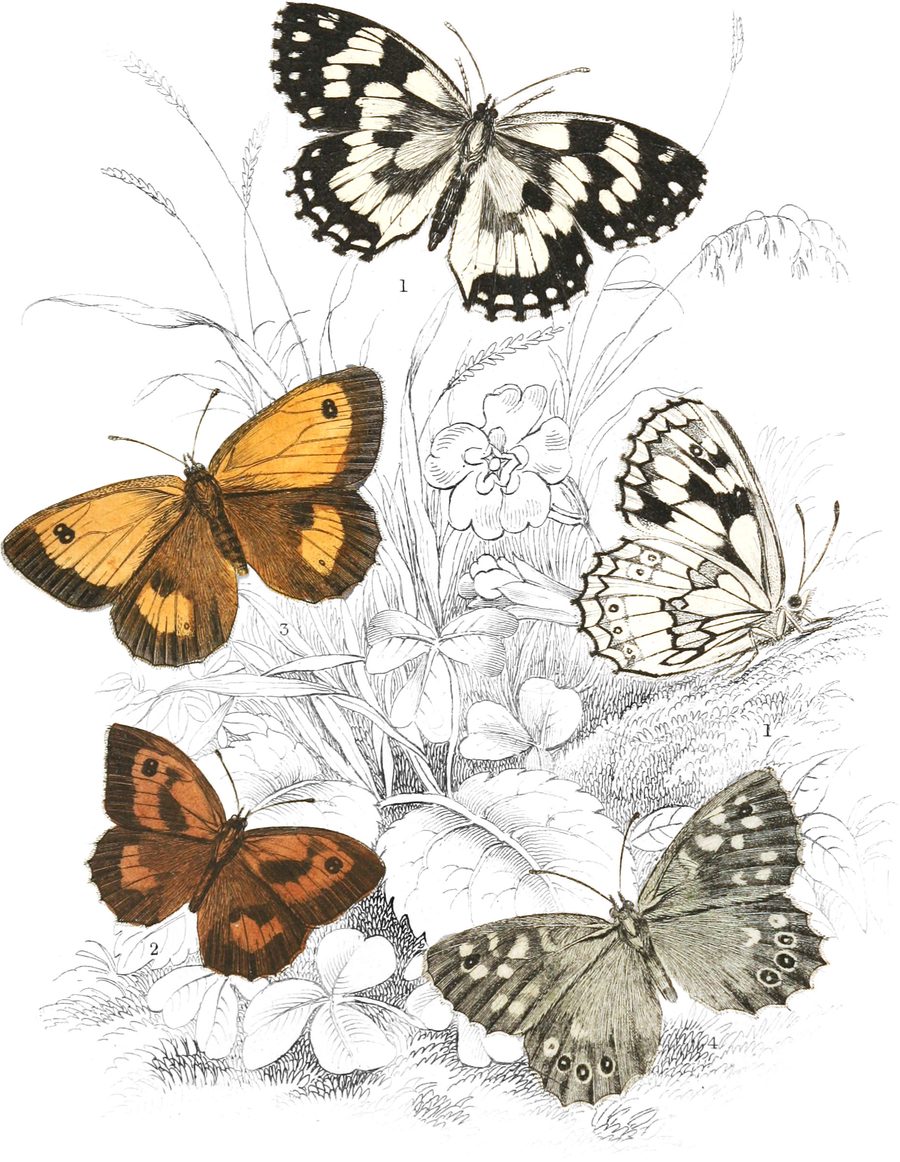 Speckled Wood Butterfly — Plate XXIII