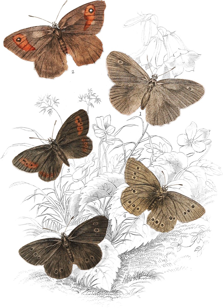 The Ringlet Butterfly — Plate XXIV