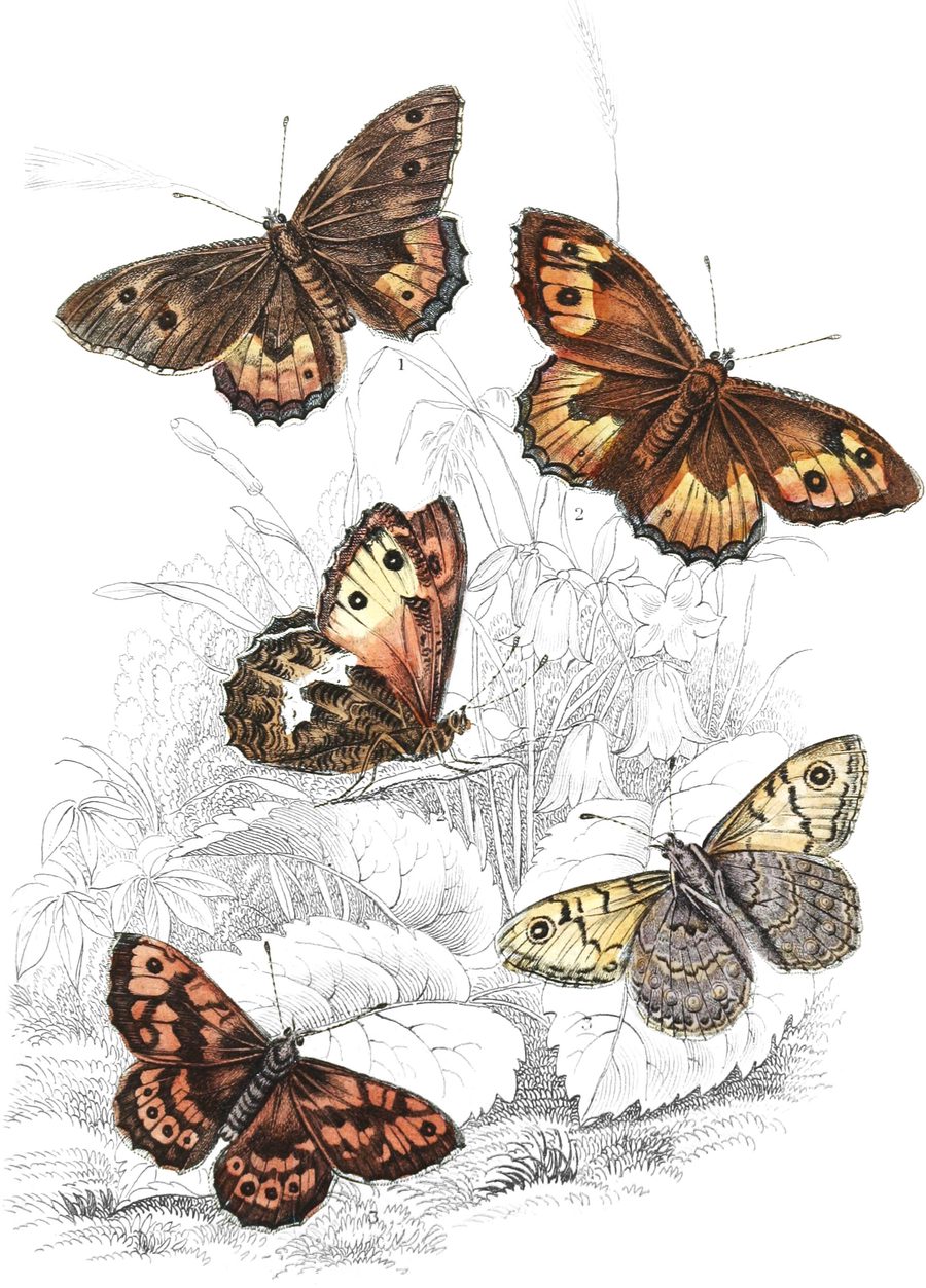 Wall Butterfly — Plate XXII