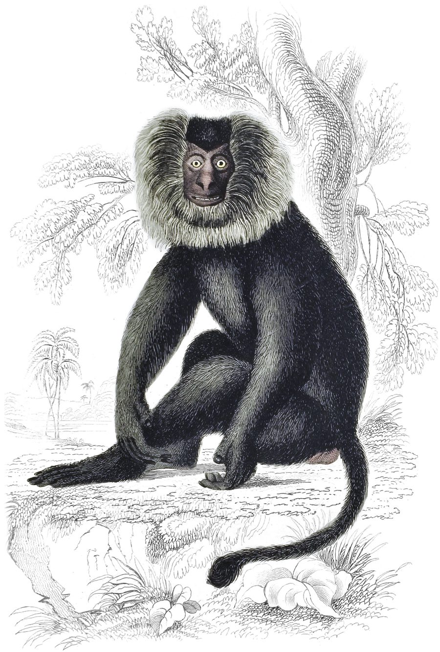 The Baboons — Plate XIV (b)