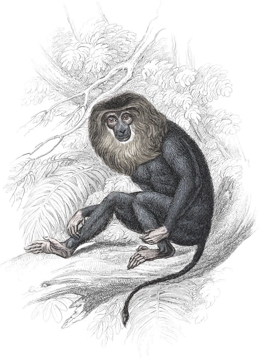 The Baboons — Plate XIV