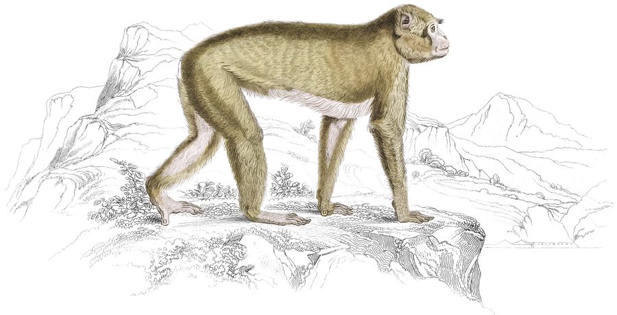 The Baboons — Plate XV (b)
