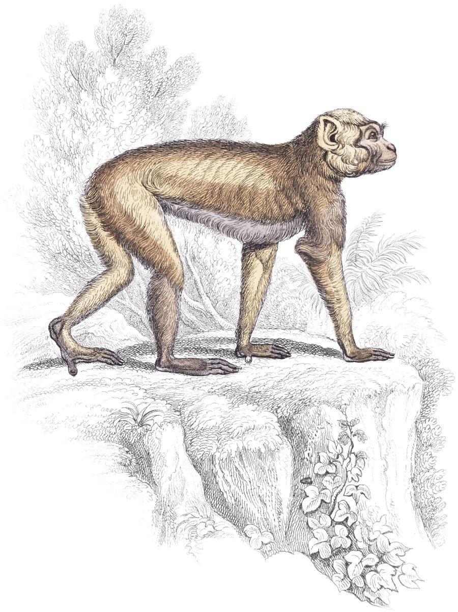 The Baboons — Plate XV