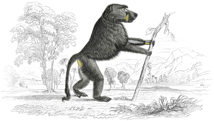 The Baboons — Plate XVI (b)