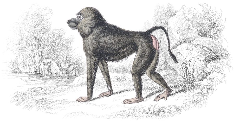 The Baboons — Plate XVI