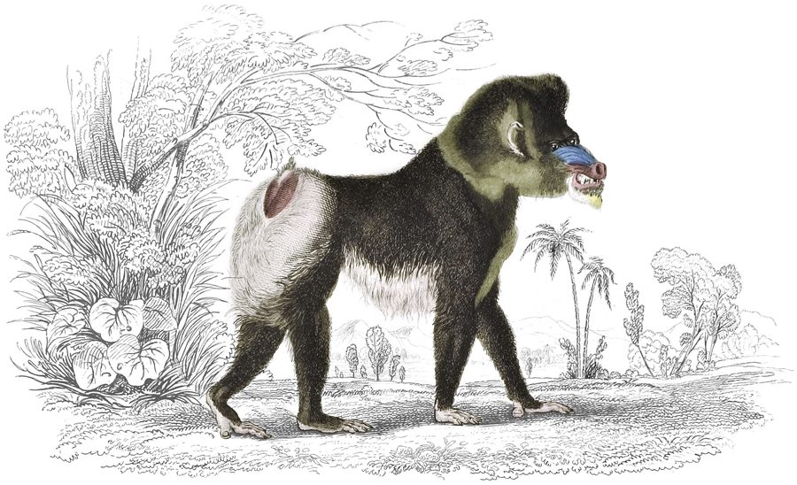 The Baboons — Plate XVII (b)