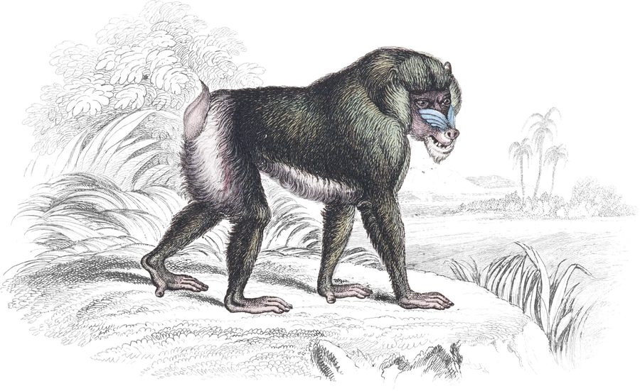 The Baboons — Plate XVII