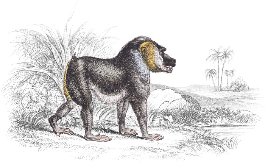 The Baboons — Plate XVIII