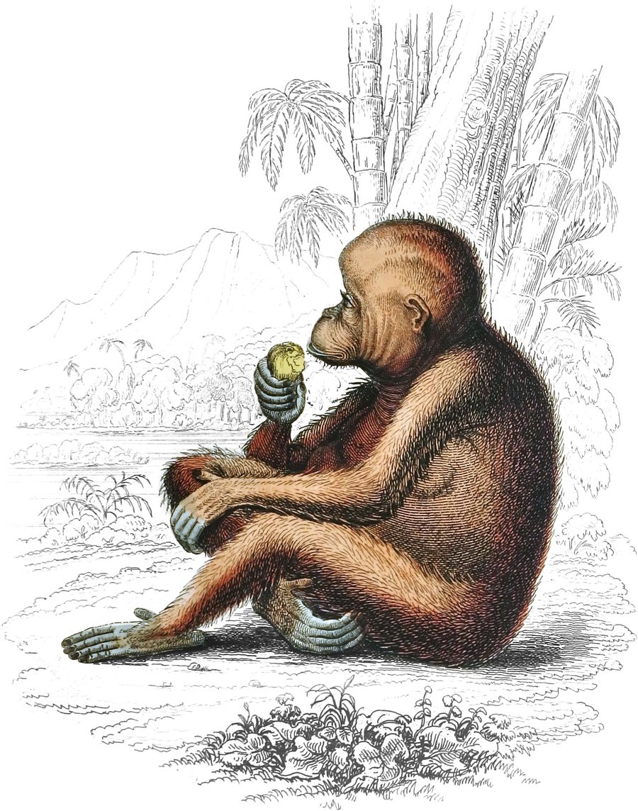 The Orangs — Plate II (a)