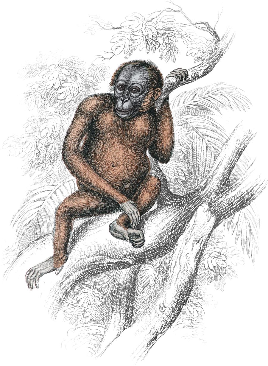 The Orangs — Plate II (b)