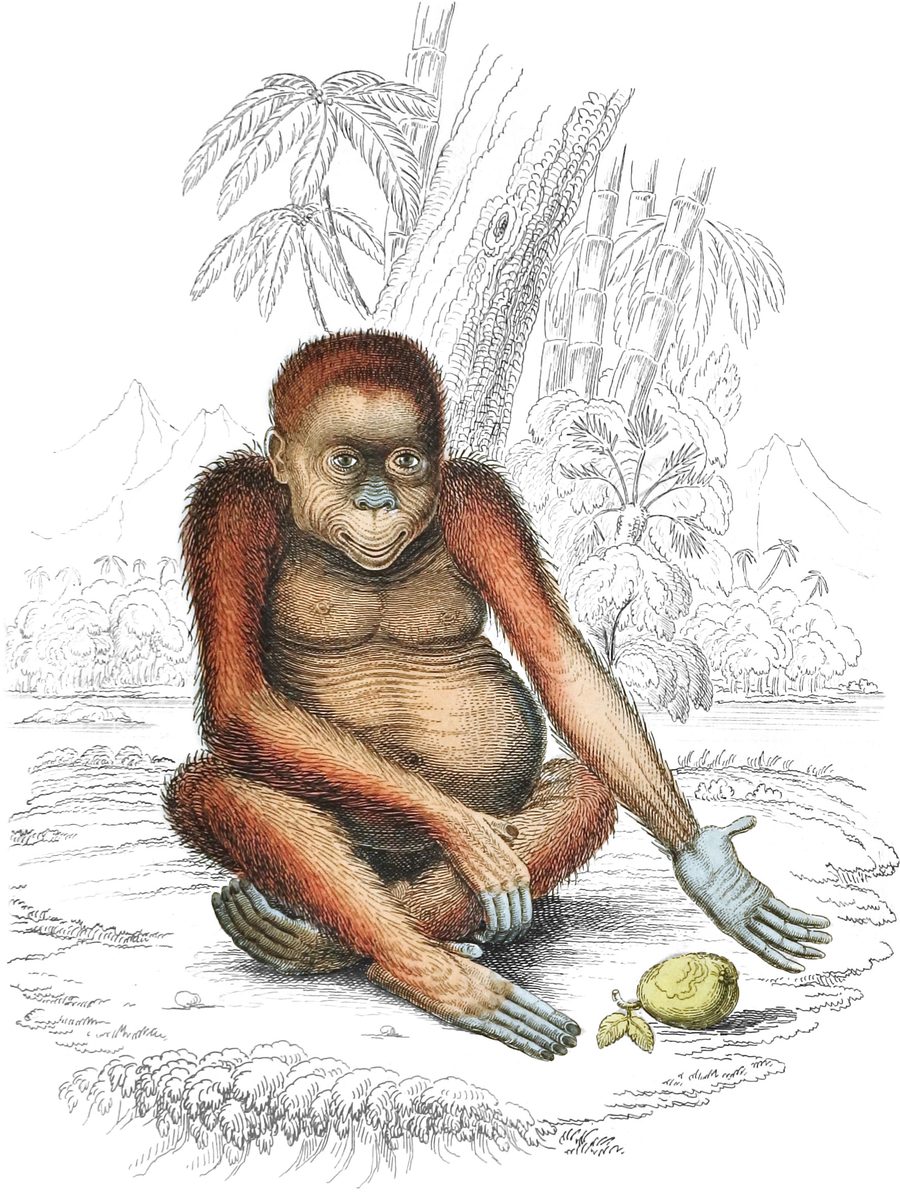 The Orangs — Plate II (c)