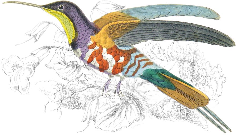 Topaz-throated Humming Bird — Plate XXV