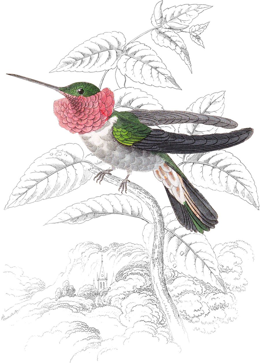 Tri-coloured Humming Bird — Plate XIII