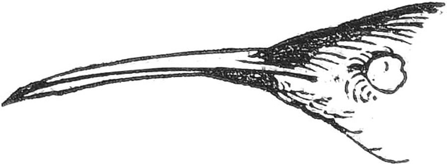 Genus Lampornis — Bill Detail