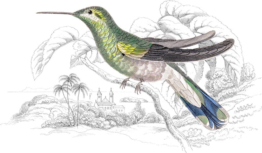 Violet-tufted Humming Bird — Plate XV