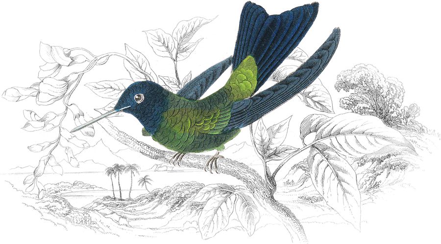 Wagler's Humming Bird — Plate XVI