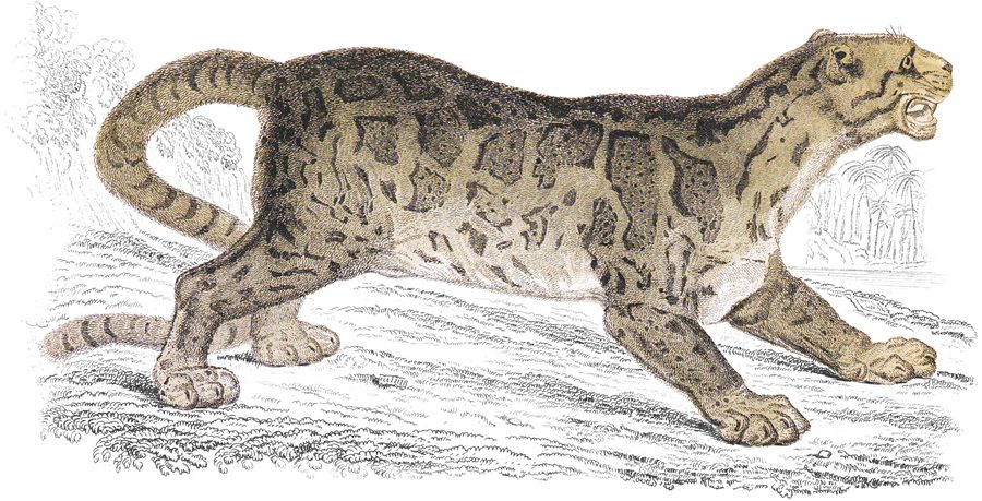 Plate IX