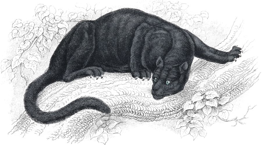 Plate V
