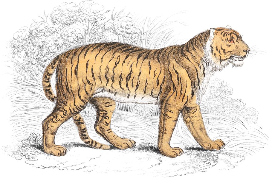 Plate VI