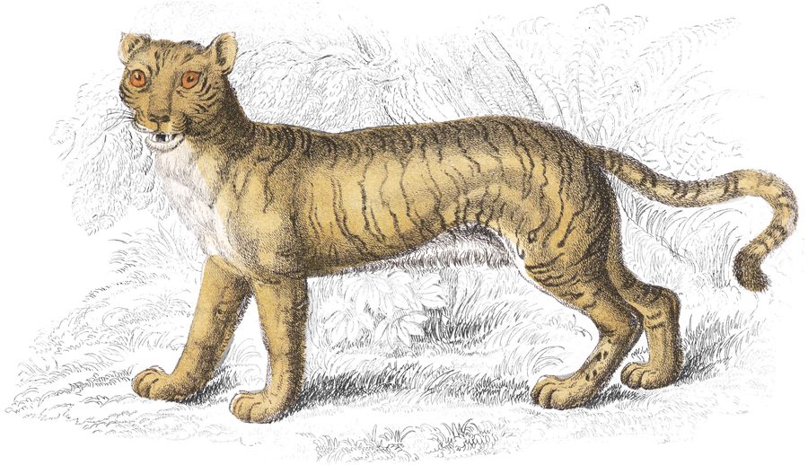 Plate VII