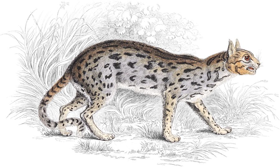 Plate XXIII