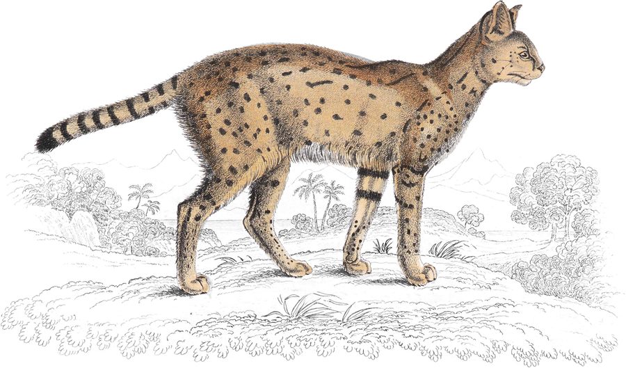 Plate XXIV (b)