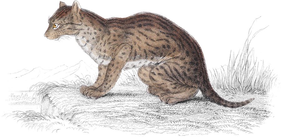 Plate XXIV