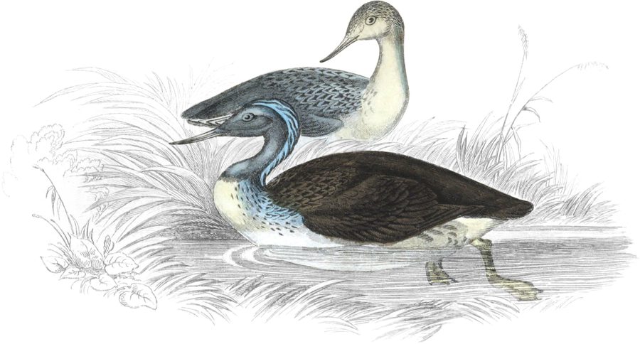 The Red-throated Diver — Plate XII
