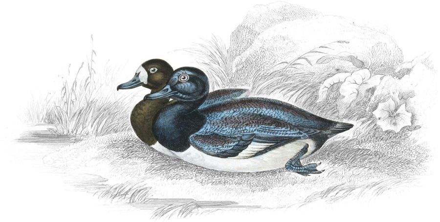 The Scaup Pochard — Plate V