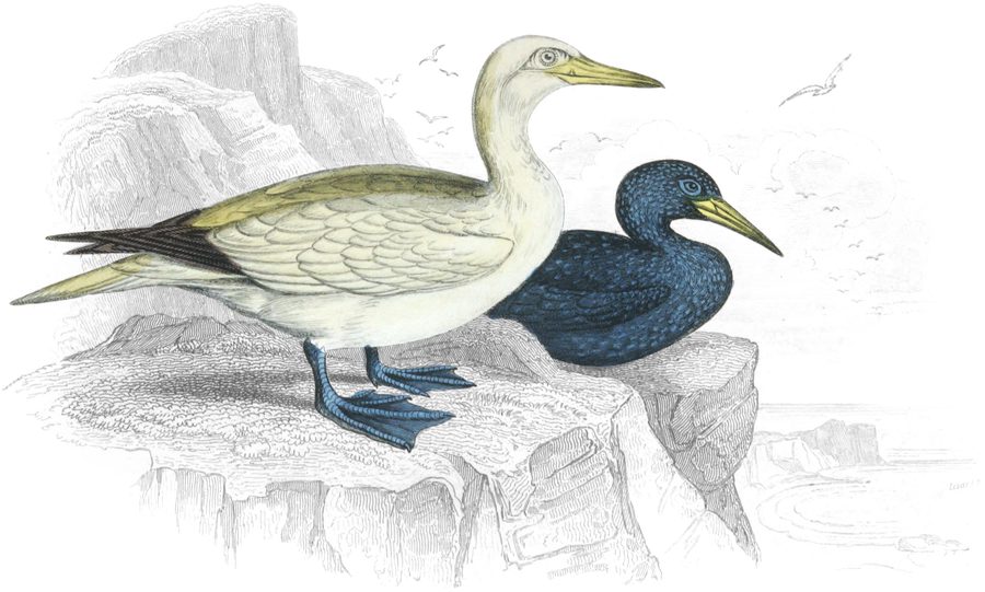 The Solan Goose — Plate XXI