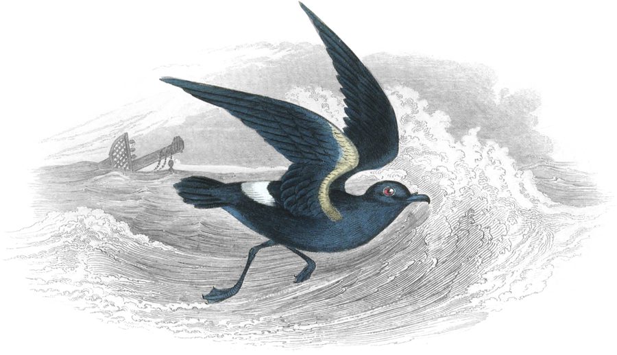 The Storm Petrel — Plate XXX
