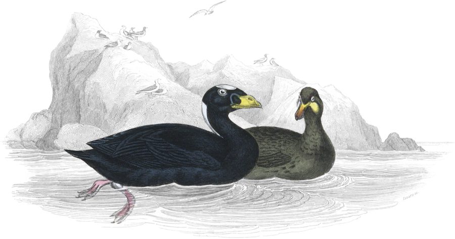 The Surf Scoter — Plate VIII