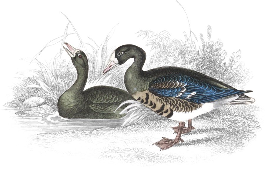 The White-fronted Goose — Plate I