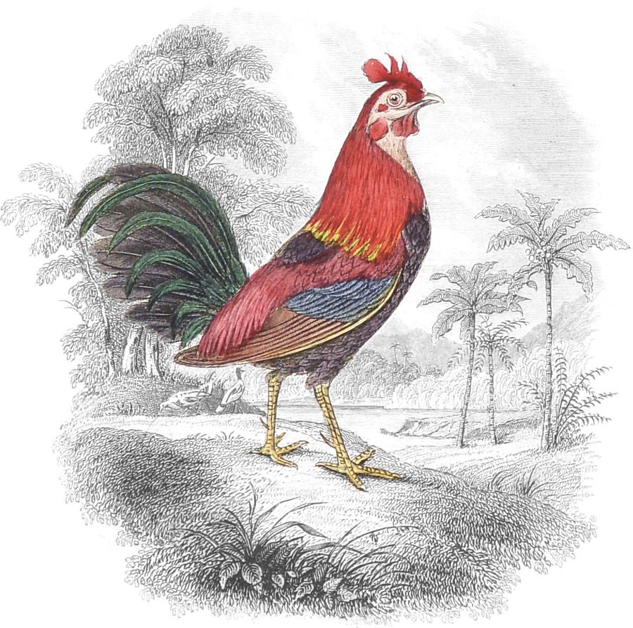 Bankiva Cock — Vignette