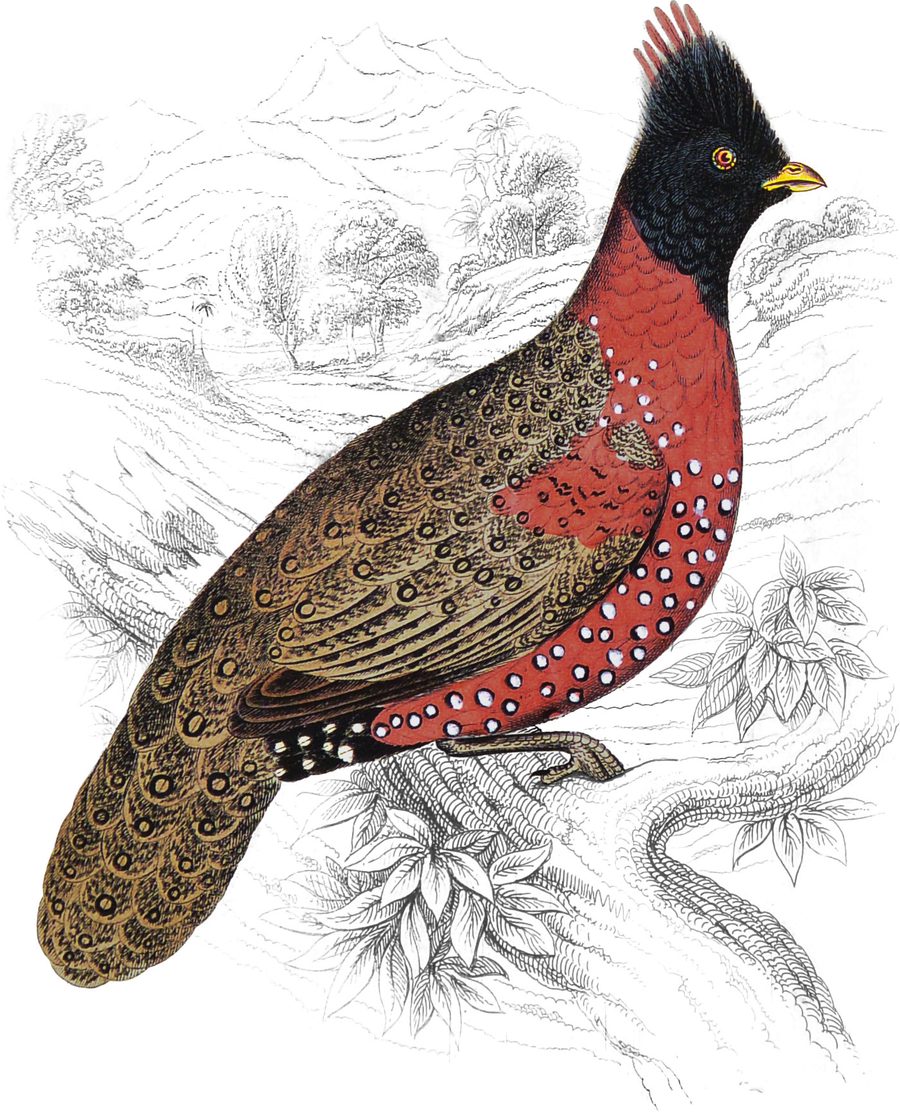 Black-headed Tragopan — Plate XXVII