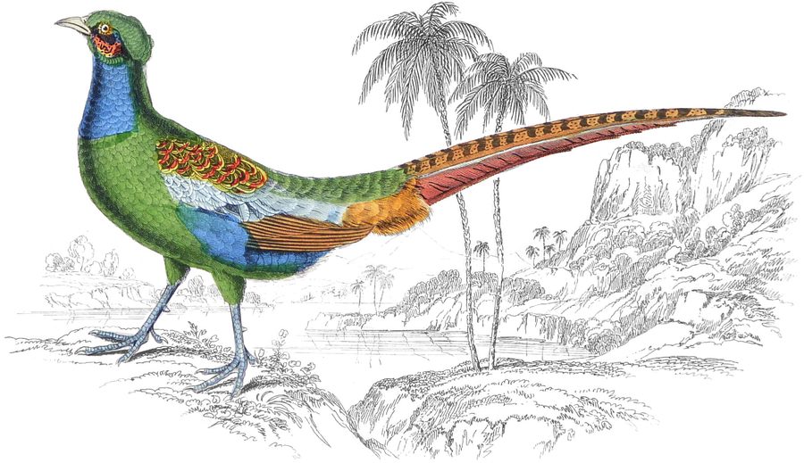 Diard's Pheasant — Plate XIV