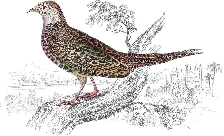 Diard's Pheasant — Plate XV