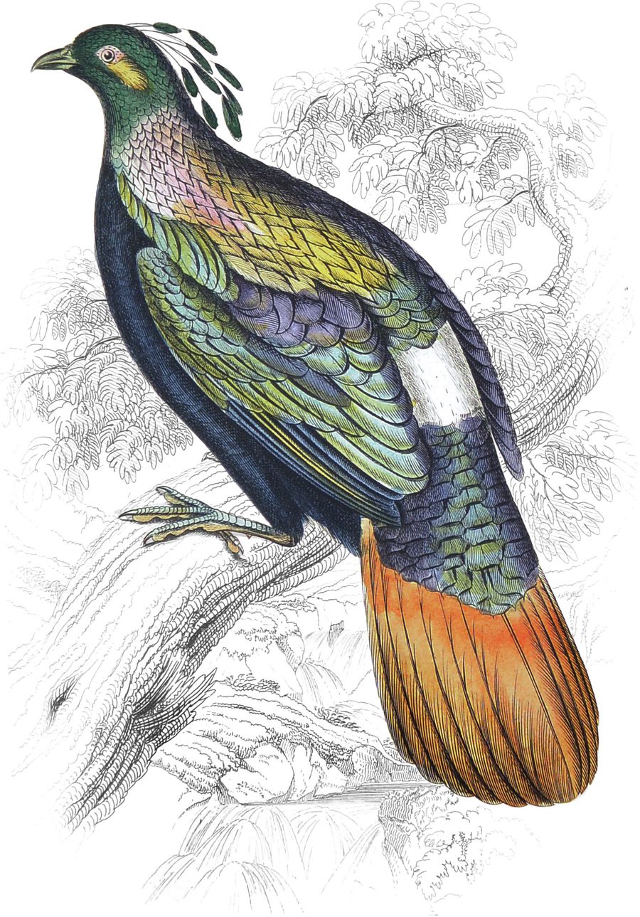 Impeyan Lophophorus — Plate XXII