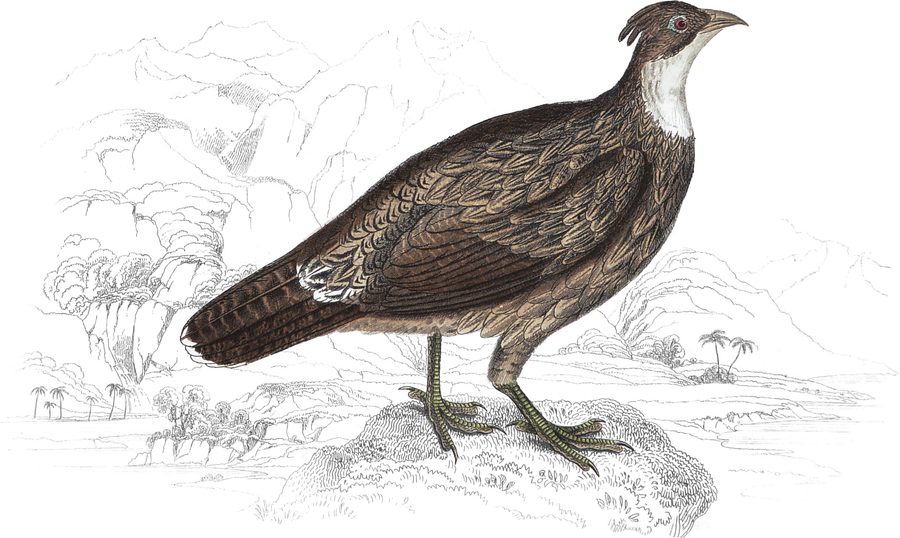 Impeyan Lophophorus — Plate XXIII