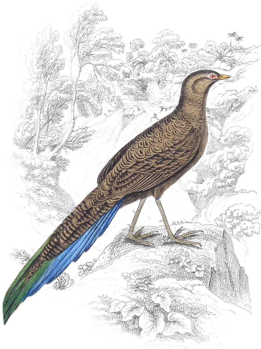 Long-tailed Polyplectron — Plate VII