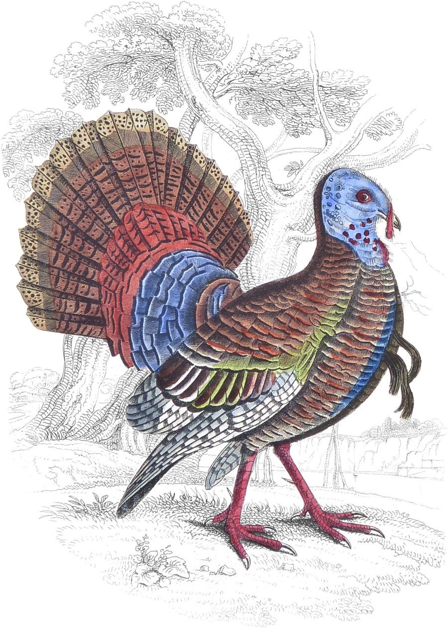 Plate I
