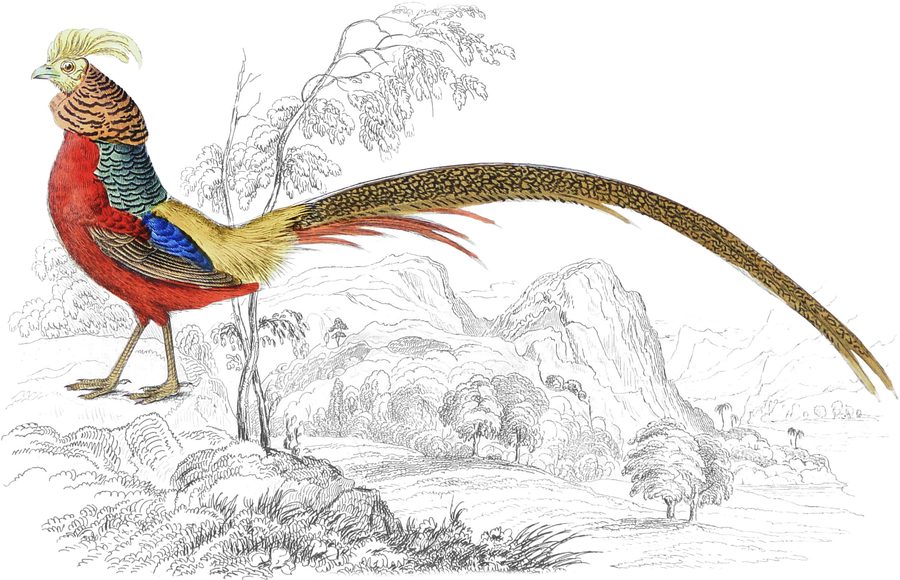 The Golden Pheasant — Plate XVIII