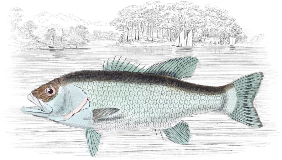 Perches with a Single Dorsal Fin — Plate XXIX