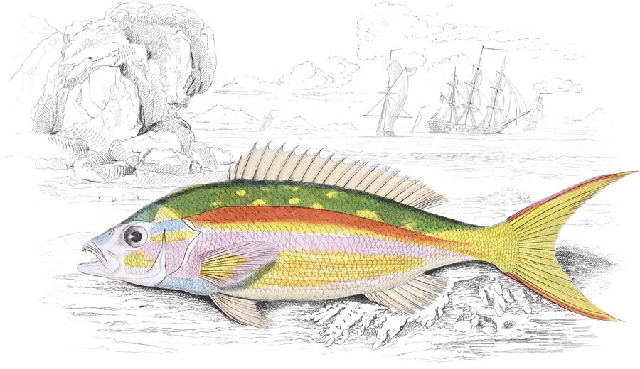 Perches with a Single Dorsal Fin — Plate XXV
